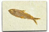 Detailed Fossil Fish (Knightia) - Wyoming #367461-1